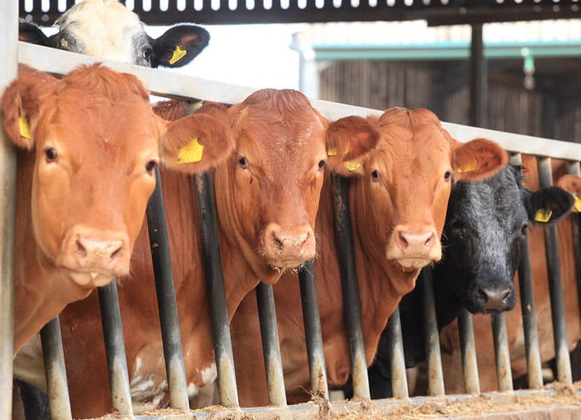 Home-reared beef cattle on the farm