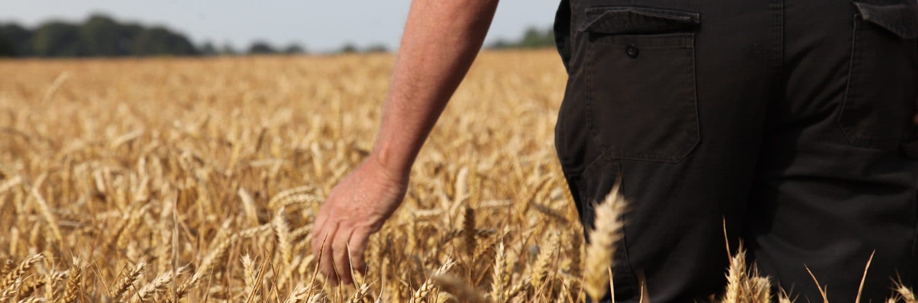 A wheatfield on the Taylors farm