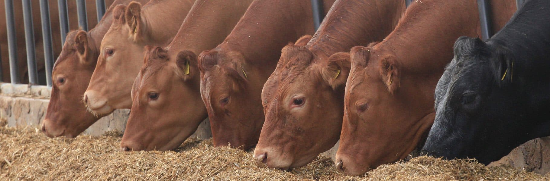 Cattle grazing on the farm with the shop beyond